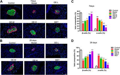 Ginseng extract improves pancreatic islet injury and promotes β-cell regeneration in T2DM mice